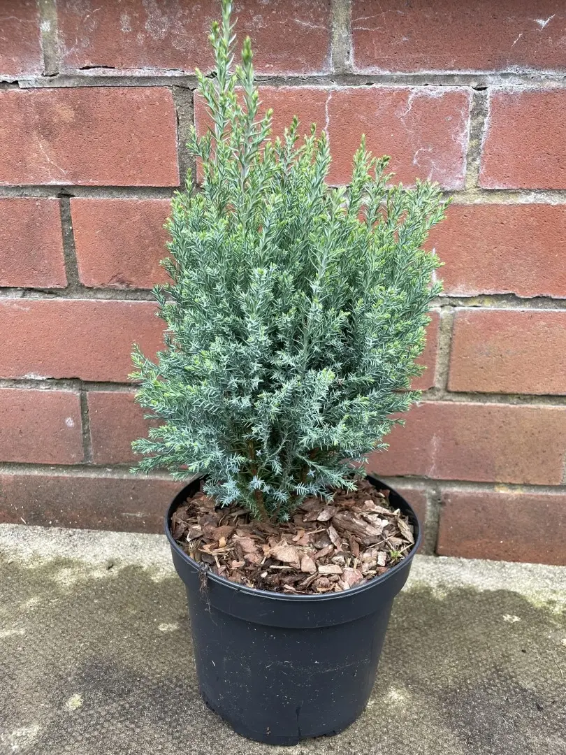 Lawson Cypress 'Bleu Nantais' (2L)