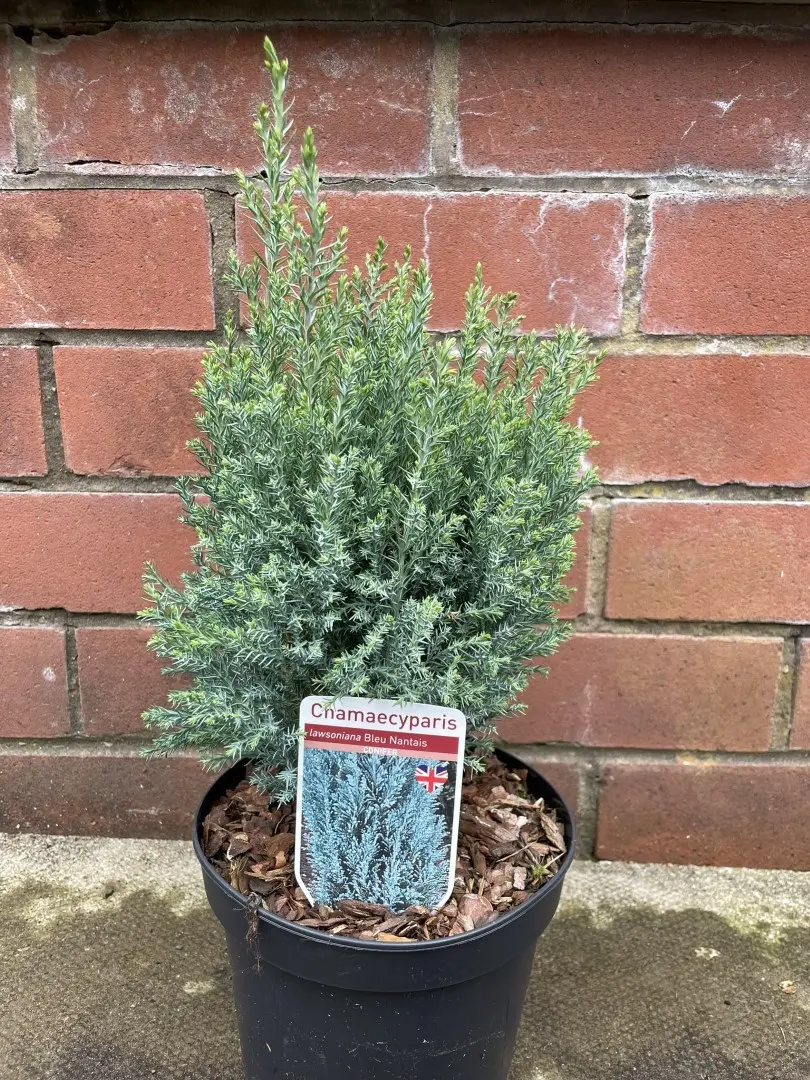 Lawson Cypress 'Bleu Nantais' (2L)