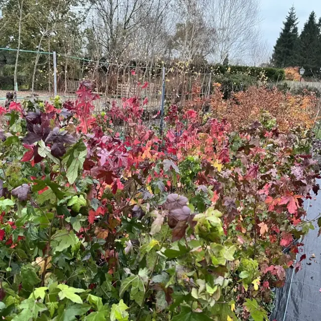 Sweet Gum Tree 60/80cm (2L) - Image 6