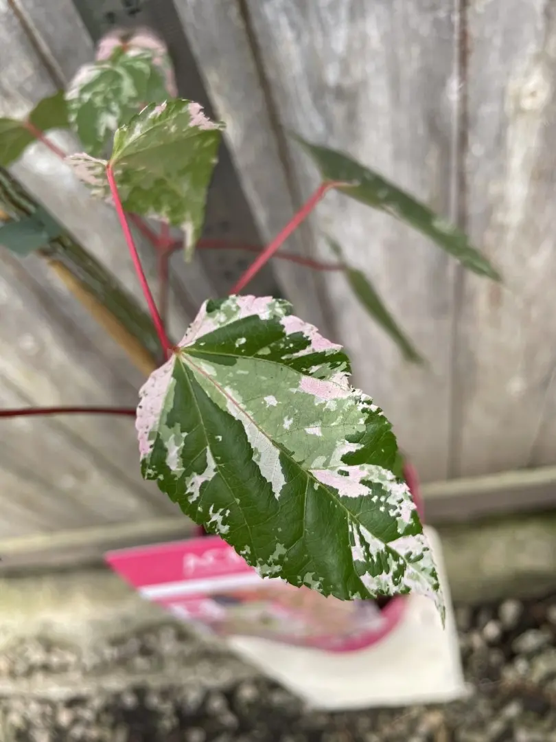Maple 'Red Flamingo' Tree 40/60cm (3L) - Image 3