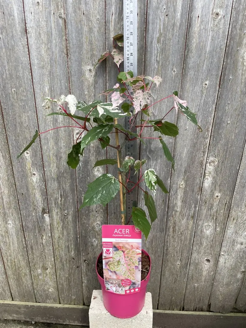 Maple 'Red Flamingo' Tree 40/60cm (3L) - Image 4