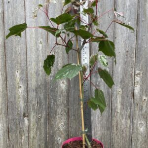 Maple 'Red Flamingo' Tree 4060cm (3L) (3)