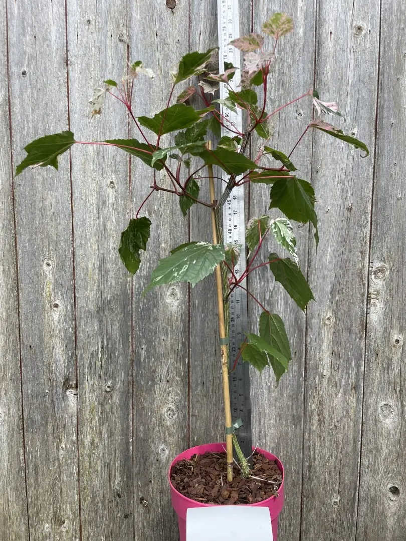 Maple 'Red Flamingo' Tree 40/60cm (3L)