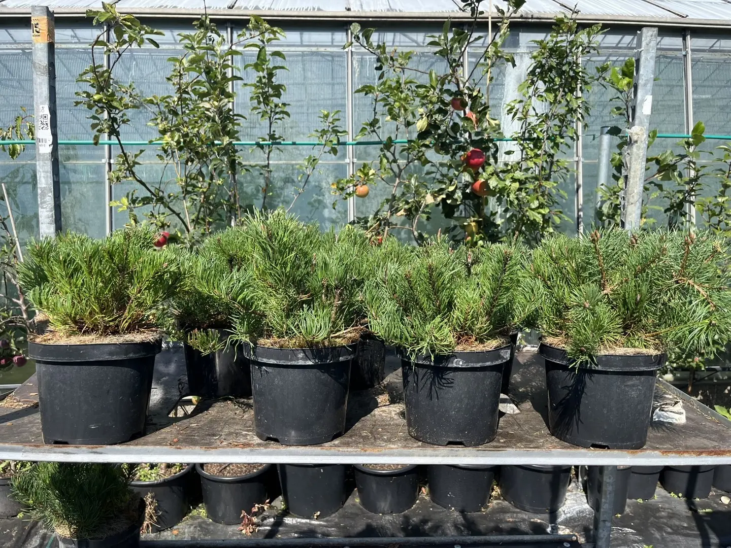 Mountain Pine 25-30cm (3L) - Image 4