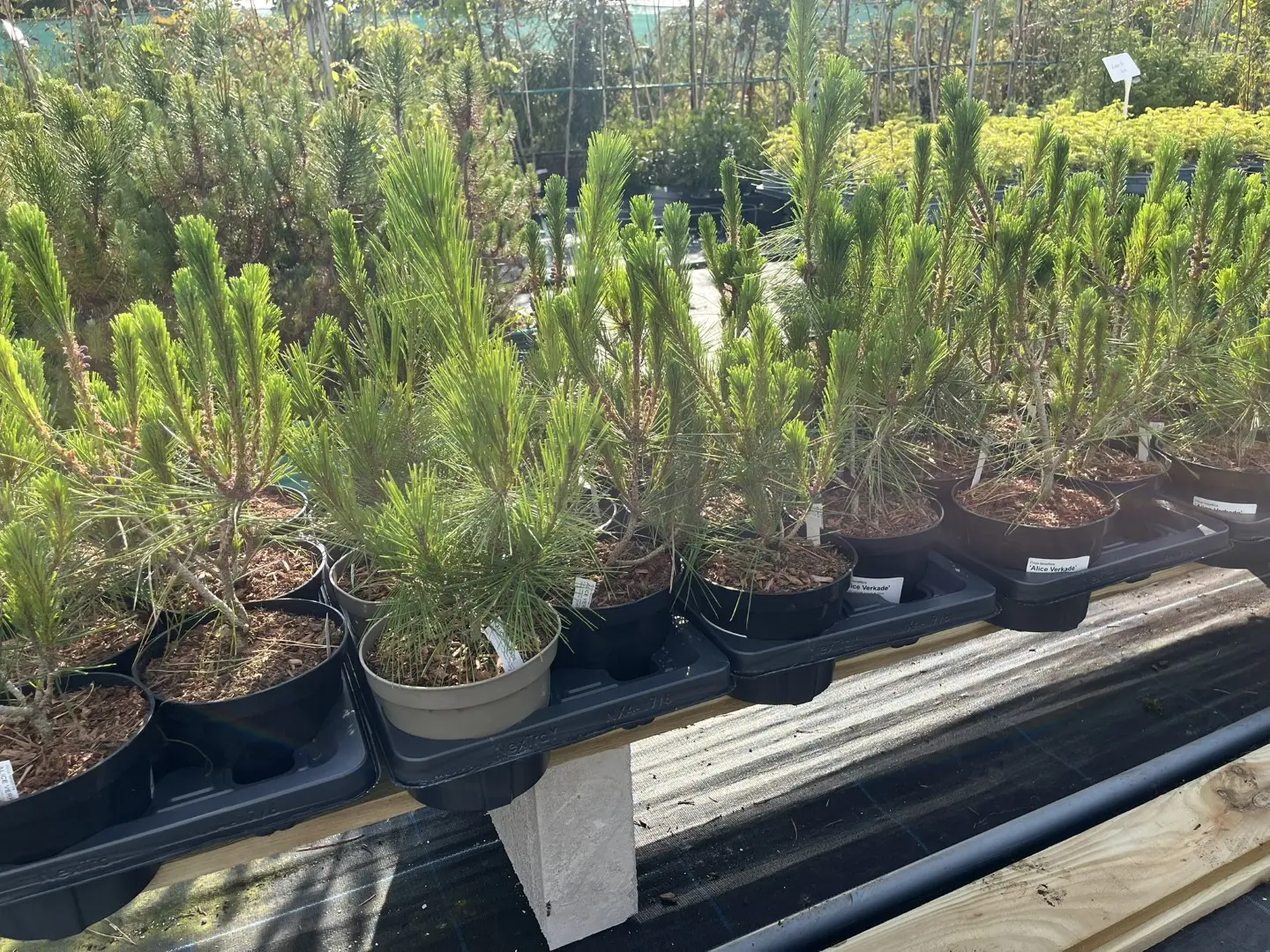 Pinus densiflora - Japanese red pine 'Alice Verkade' 40/60cm (2L)