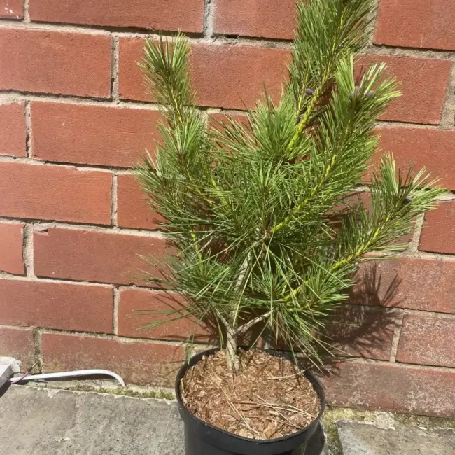 Japanese red pine 'Alice Verkade' 40/60cm (2L)