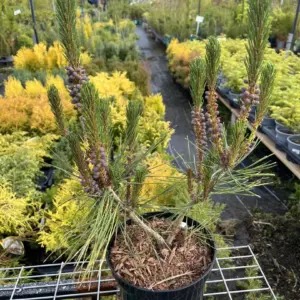 Pinus densiflora - Japanese red pine 'Alice Verkade' 40/60cm (2L)