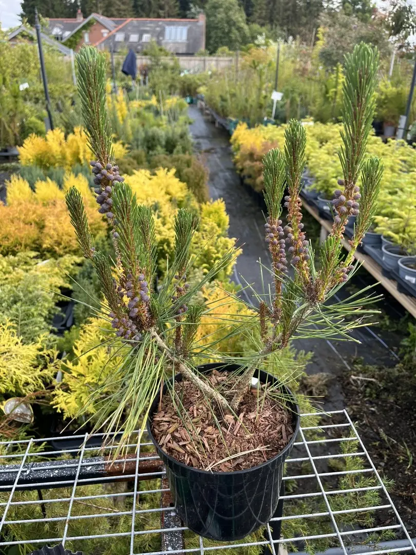 Pinus densiflora - Japanese red pine 'Alice Verkade' 40/60cm (2L)