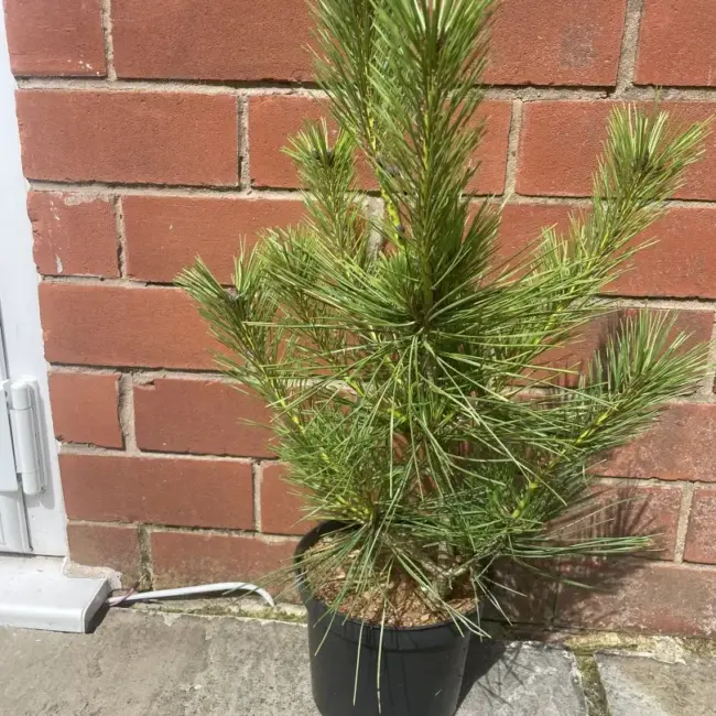 Japanese red pine 'Alice Verkade' 40/60cm (2L) - Image 2