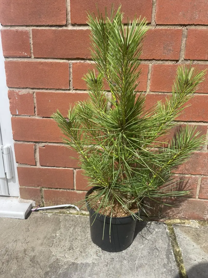Japanese red pine 'Alice Verkade' 40/60cm (2L) - Image 2