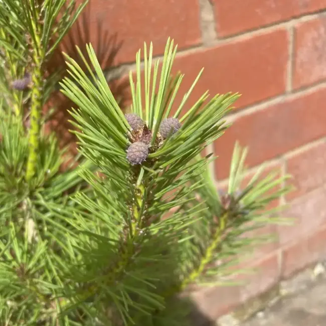 Japanese red pine 'Alice Verkade' 40/60cm (2L) - Image 3
