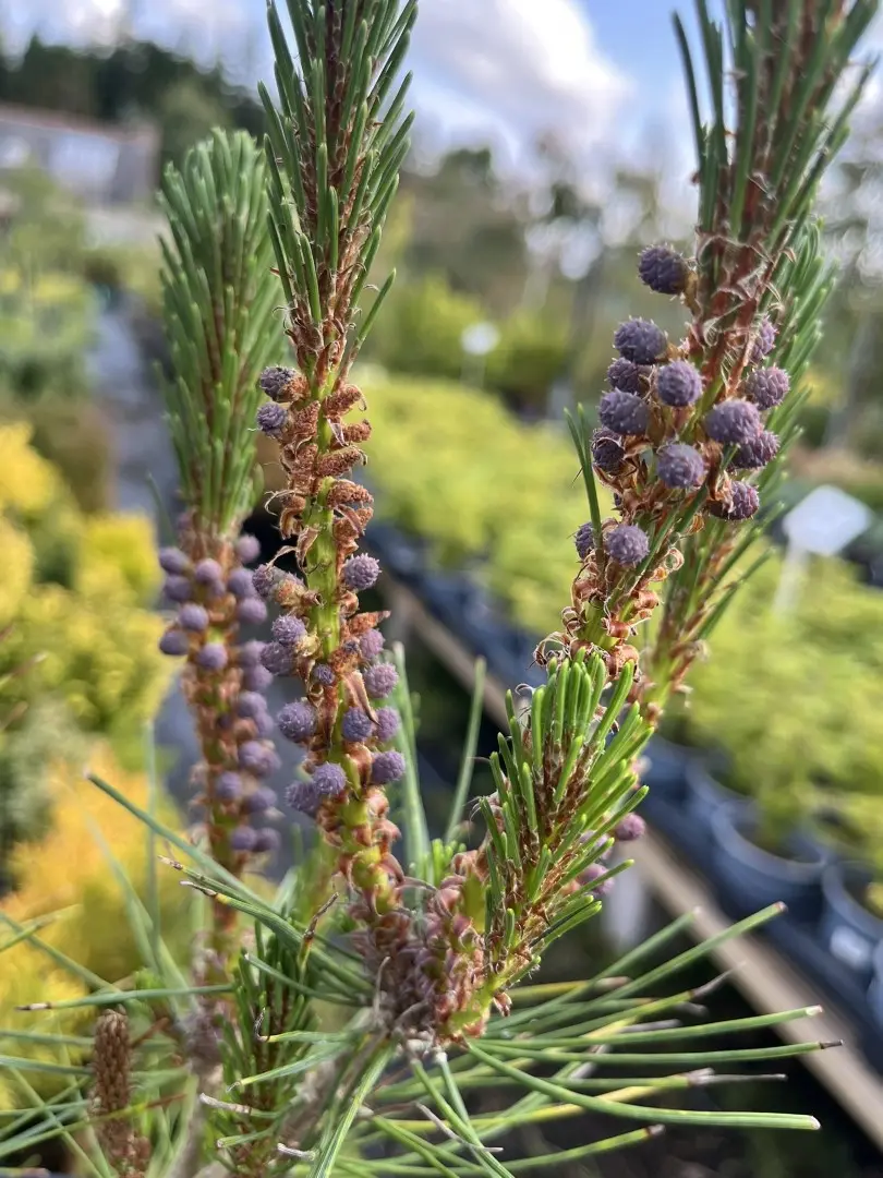 Pinus densiflora - Japanese red pine 'Alice Verkade' 40/60cm (2L)