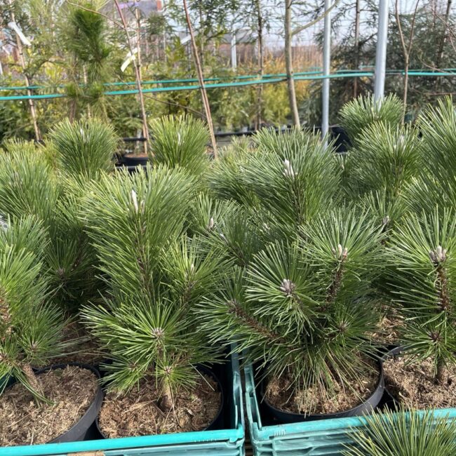 Pinus thunbergii - Japanese Black Pine 'Thunderhead' 20/40cm (3L)