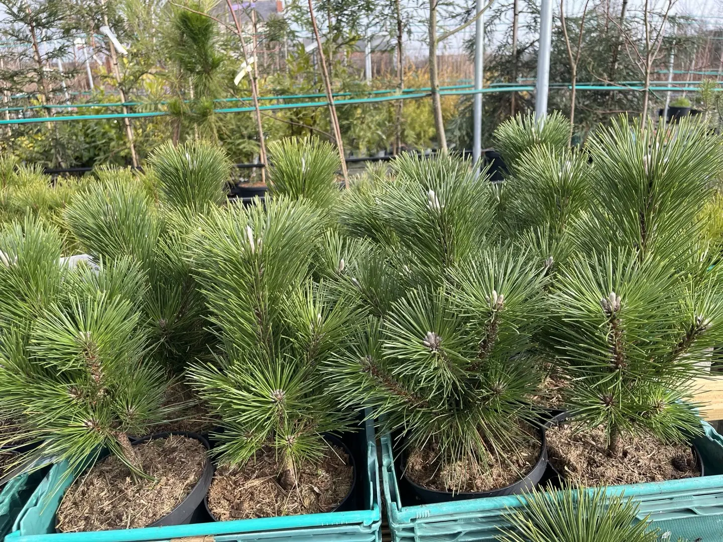 Pinus thunbergii - Japanese Black Pine 'Thunderhead' 20/40cm (3L)