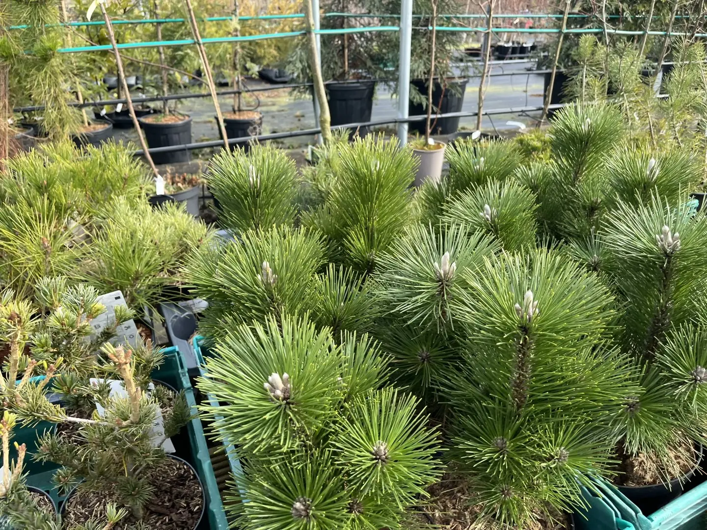 Pinus thunbergii - Japanese Black Pine 'Thunderhead' 20/40cm (3L)