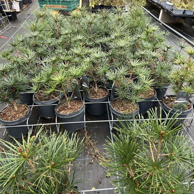 Sciadopitys verticillata - Umbrella Pine 40/60cm (3L)