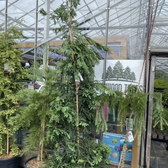 Sequoia sempervirens - Coast Redwood 'Xeno' 250/300cm