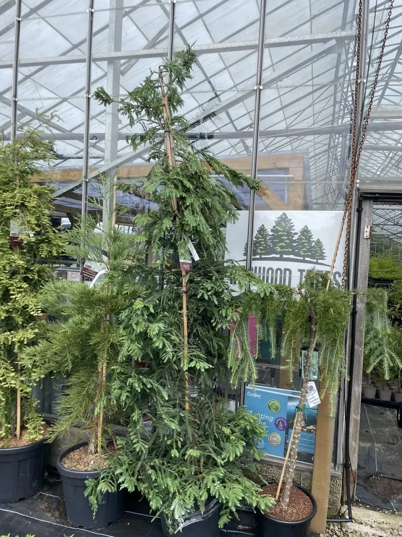 Sequoia sempervirens - Coast Redwood 'Xeno' 250/300cm