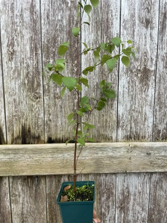 Silver Birch Tree 20/40cm (P9)