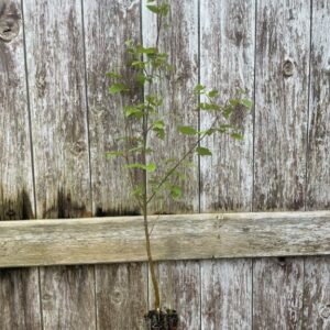 Silver Birch Betula pendula - Tree 4060 (3)