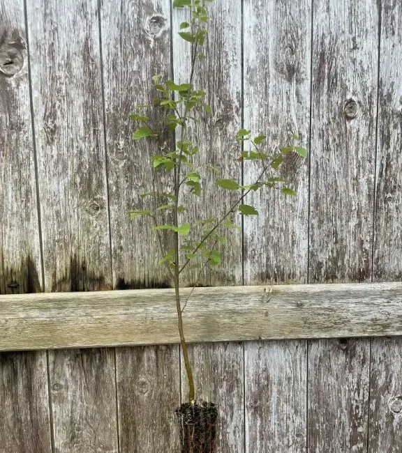 Silver Birch Tree 20/40cm (Cell)
