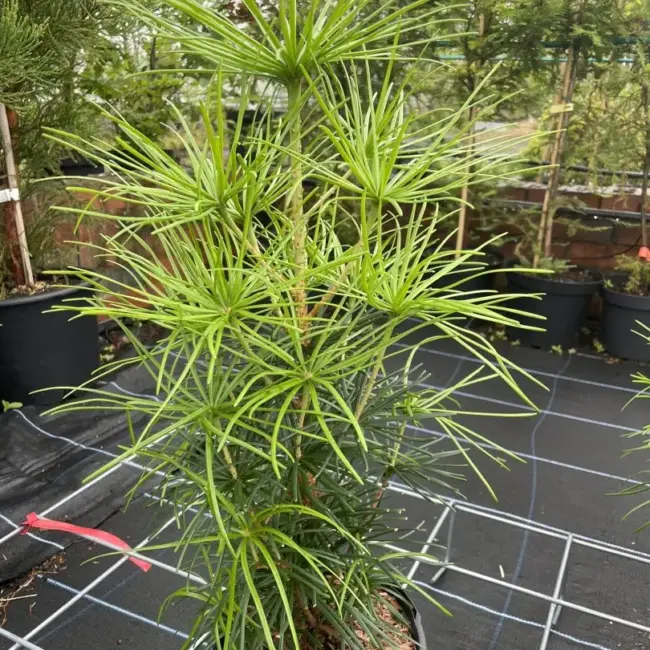 Umbrella Pine 40/60cm (3L)
