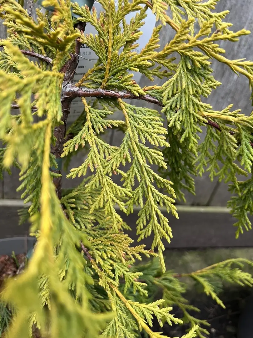 Xanthocyparis nootkatensis - Nootka cypress 'Golden Waterfall' 60/80cm (5L)