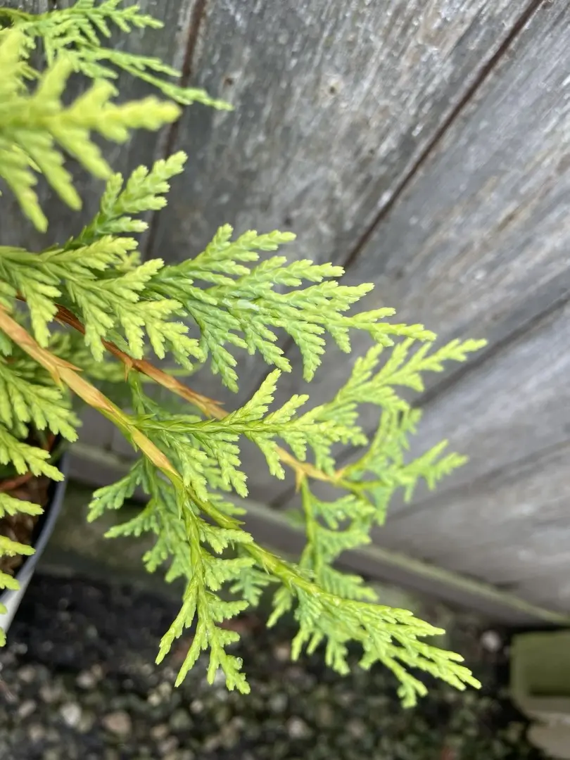 Nootka cypress 'Golden Waterfall' 60/80cm (5L) - Image 5