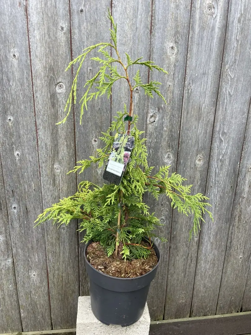 Nootka cypress 'Golden Waterfall' 60/80cm (5L) - Image 3