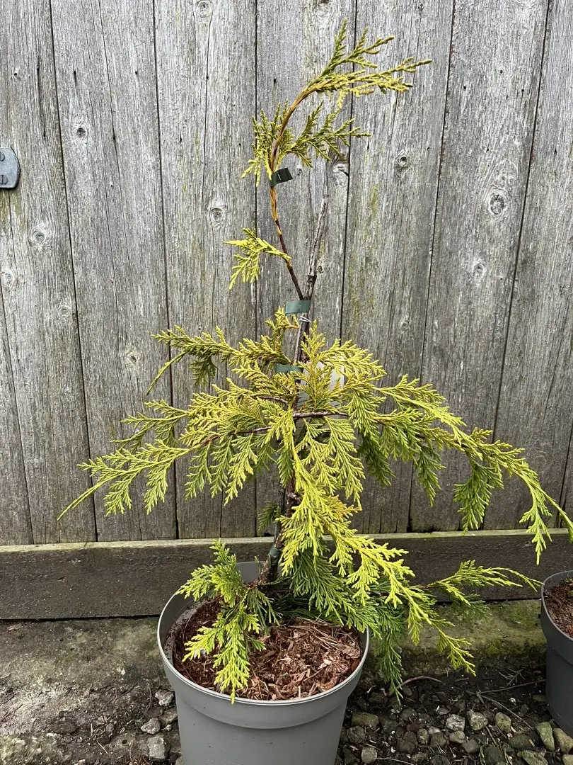 Xanthocyparis nootkatensis - Nootka cypress 'Golden Waterfall' 60/80cm (5L)