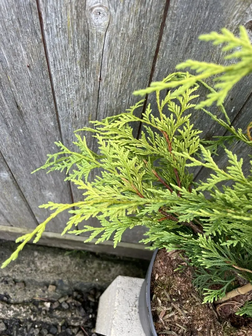 Nootka cypress 'Golden Waterfall' 60/80cm (5L) - Image 4