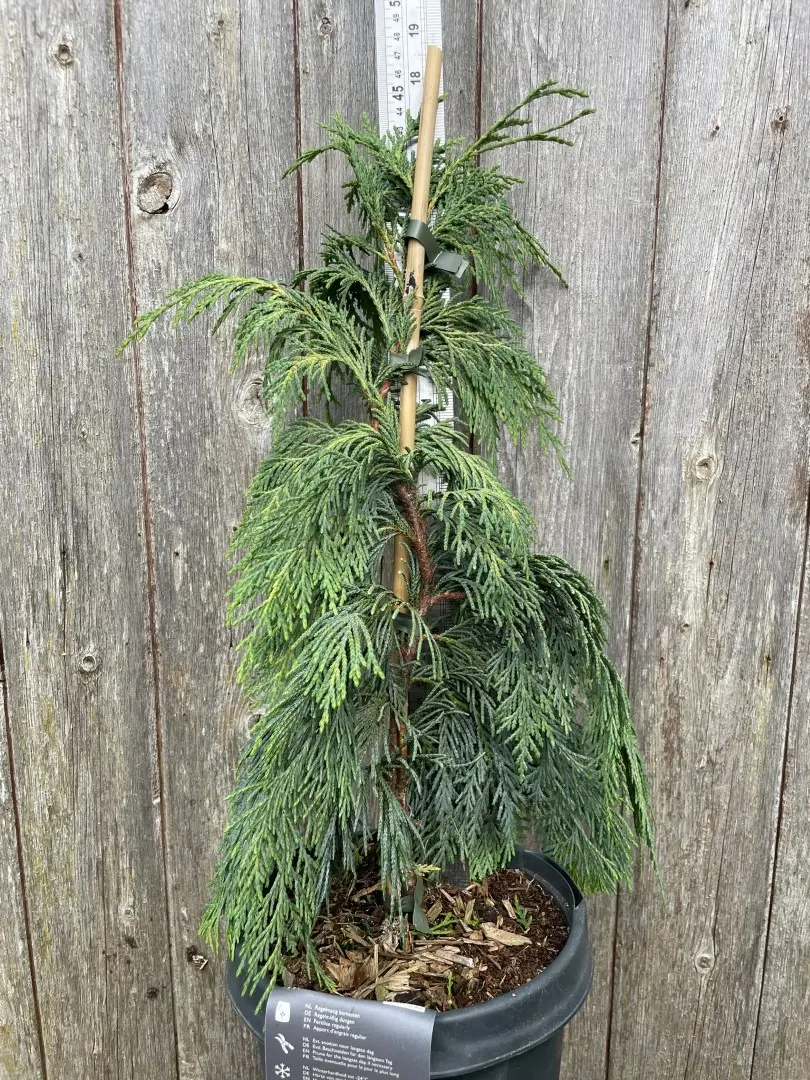 Nootka cypress 'Pendula' 40/60cm (5L)