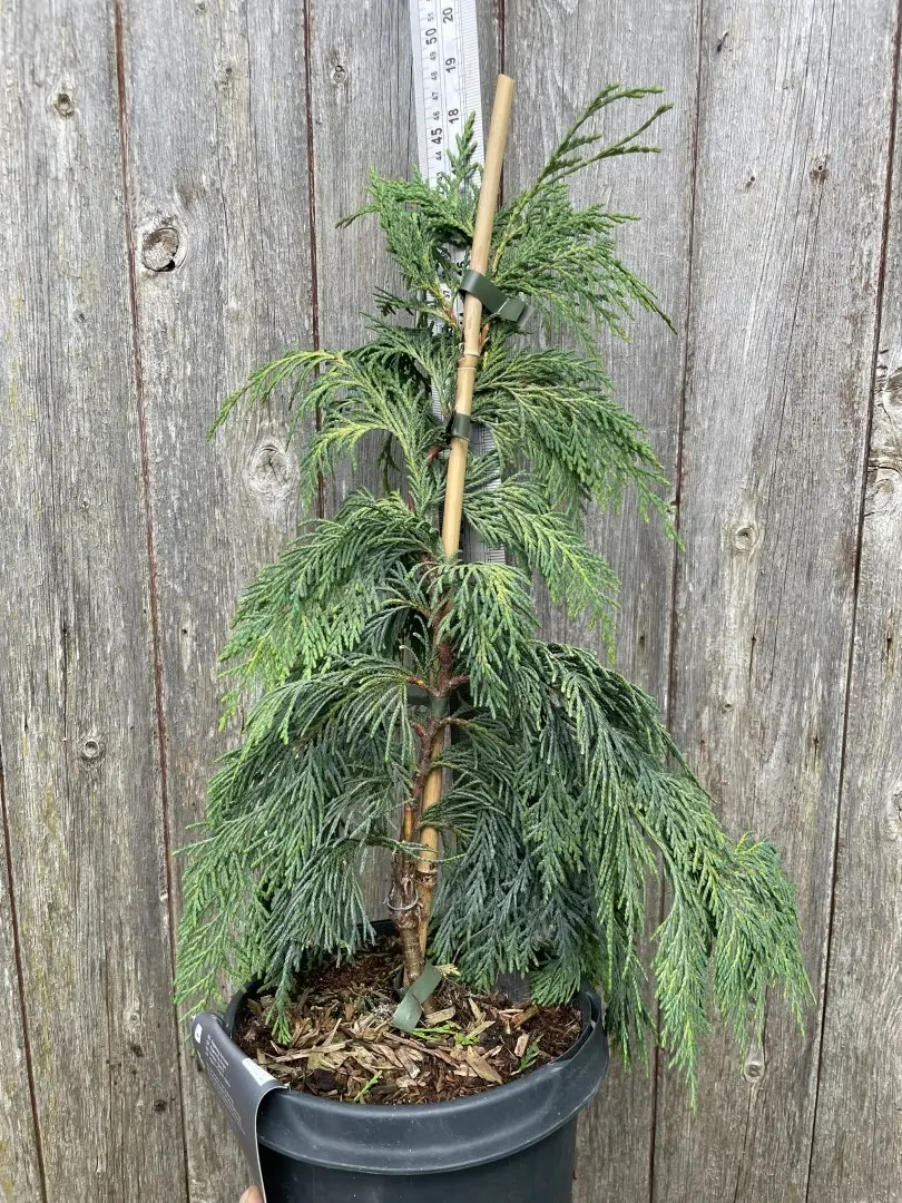 Nootka cypress 'Pendula' 40/60cm (5L) - Image 3