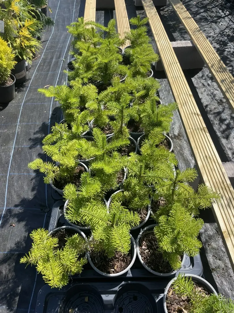Balsam Fir Tree 20/40cm (2L) - Image 4