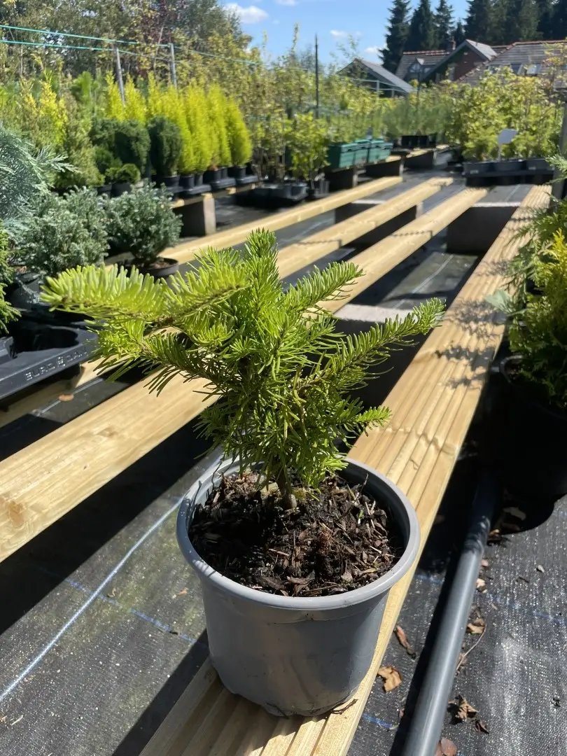 Balsam Fir Tree 20/40cm (2L)