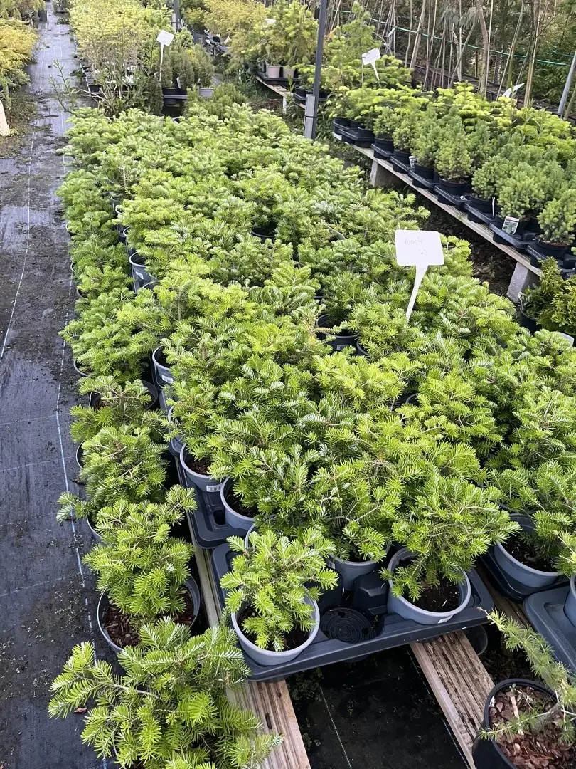 Abies koreana - Korean Fir