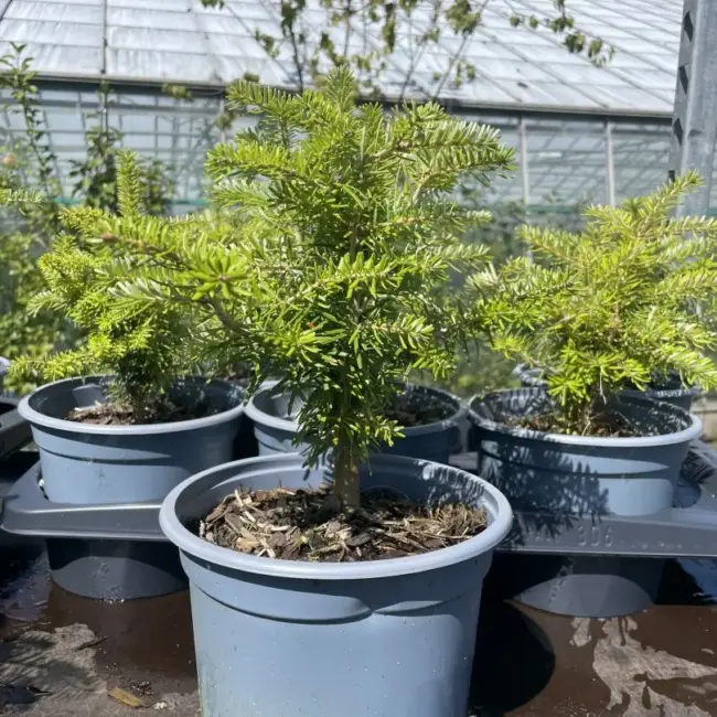 Korean Fir Tree 20/40cm (2L)