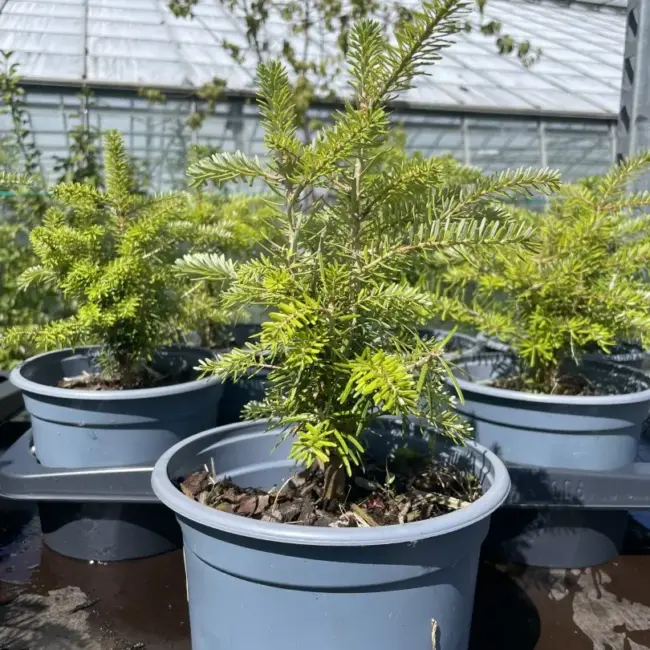 Korean Fir Tree 20/40cm (2L) - Image 2