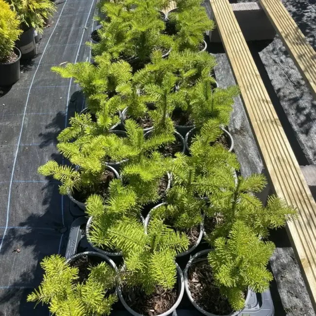 Korean Fir Tree 20/40cm (2L) - Image 3