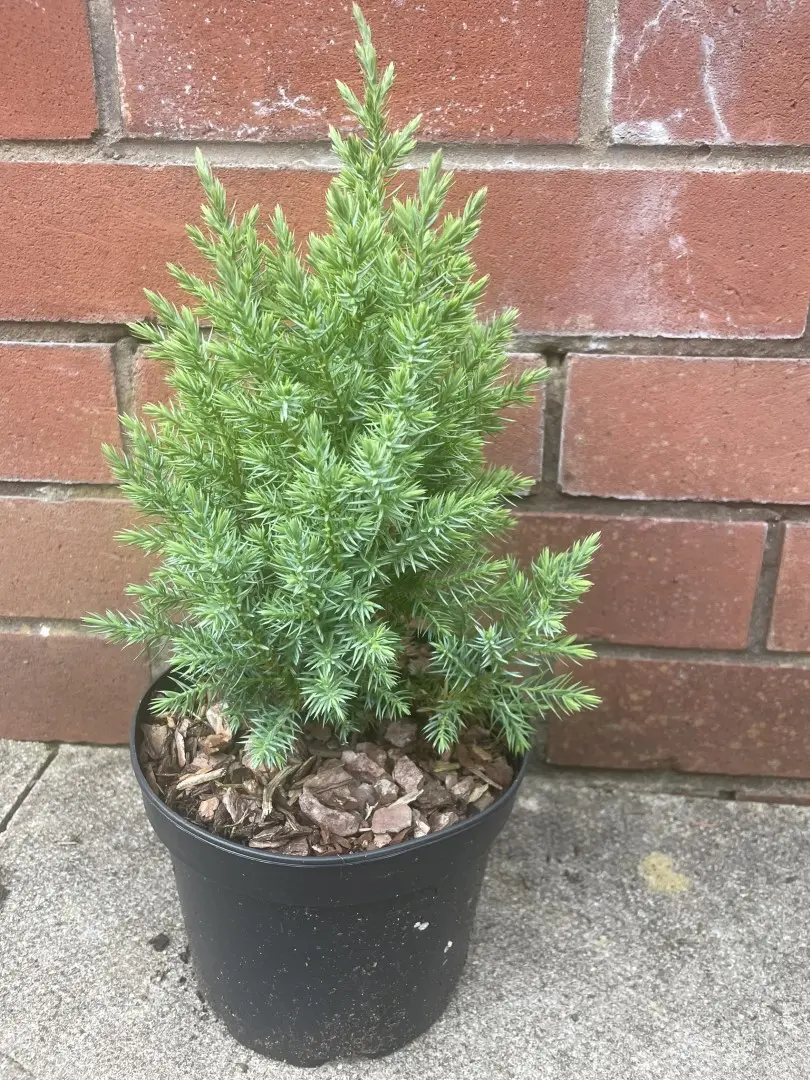 Chinese juniper - Juniperus chinensis 'Pyramidalis'