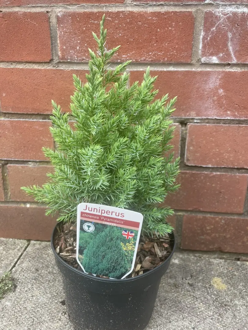 Chinese juniper - Juniperus chinensis 'Pyramidalis'