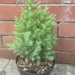 Chinese juniper - Juniperus chinensis 'Pyramidalis'