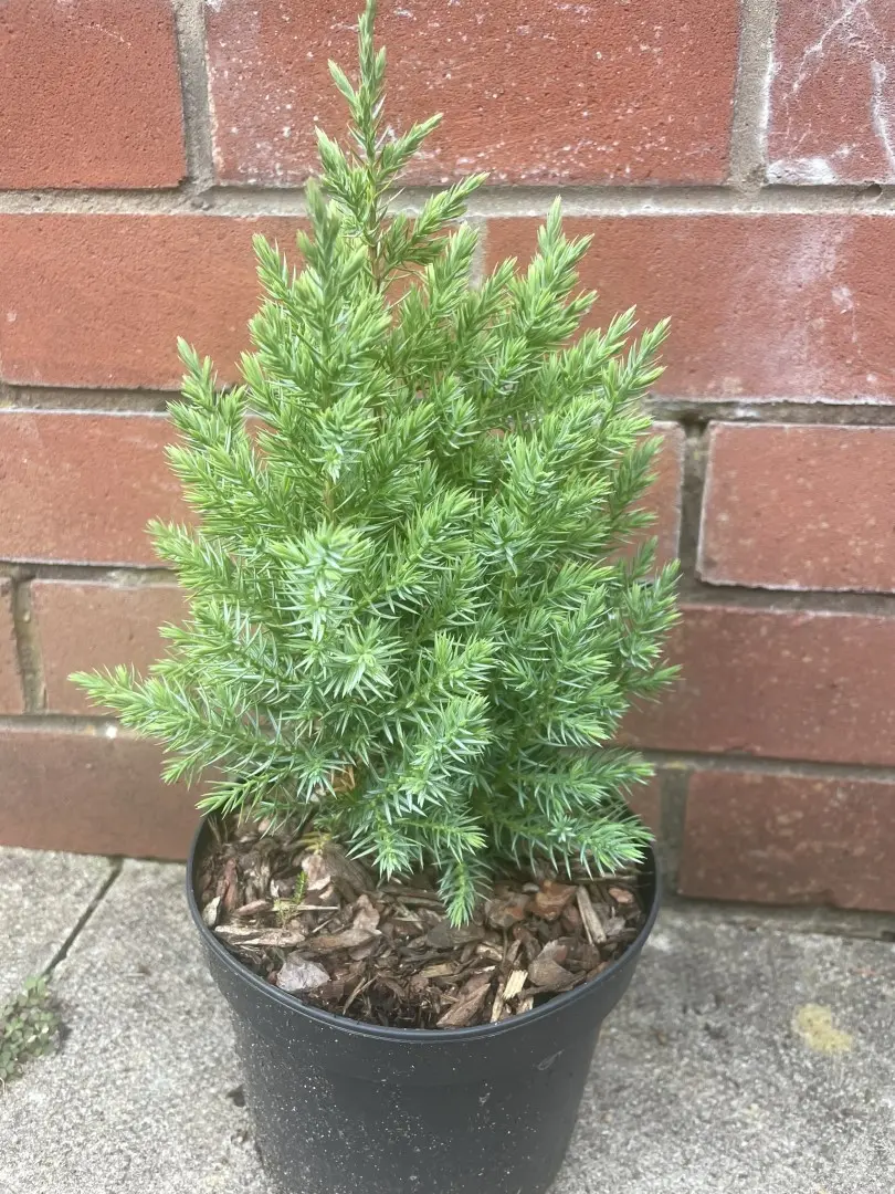 Chinese juniper - Juniperus chinensis 'Pyramidalis'
