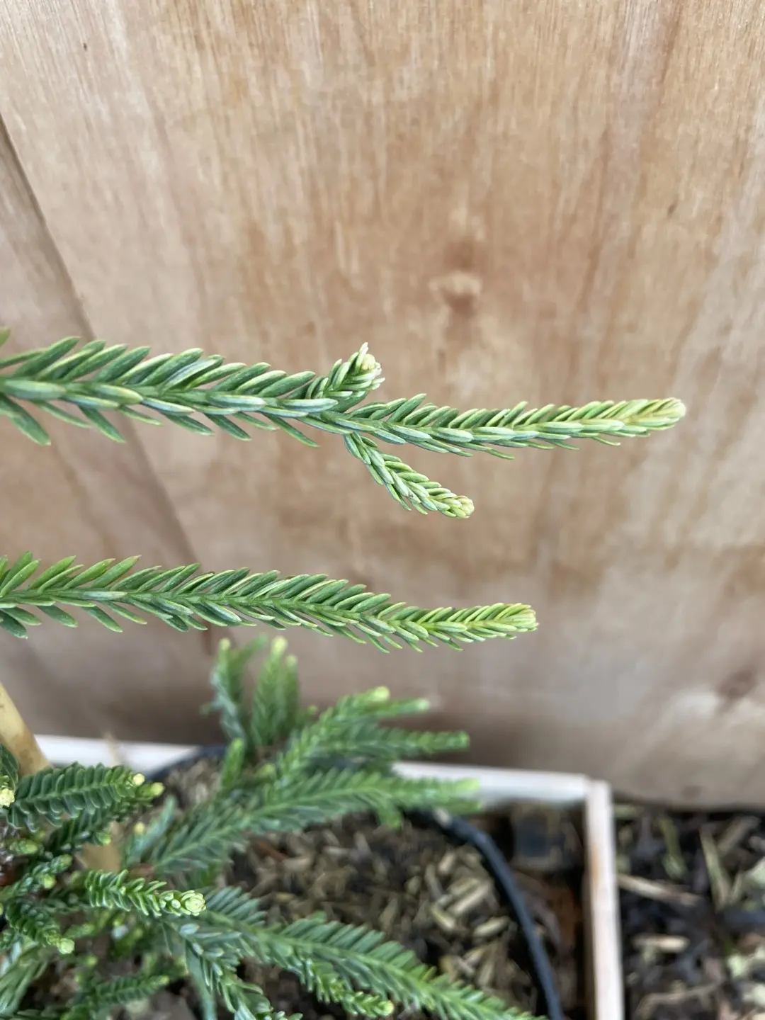 Coast Redwood 'Lightning' 60/80cm (7.5L) - Image 6