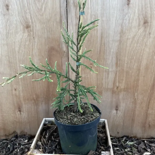 Coast Redwood 'Lightening'