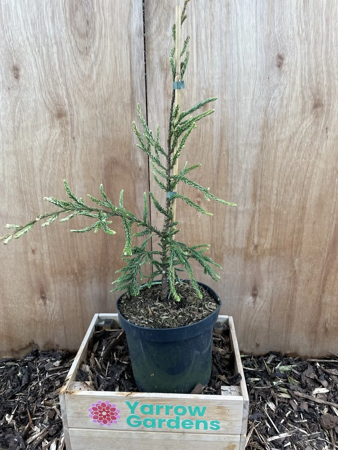 Coast Redwood 'Lightening'