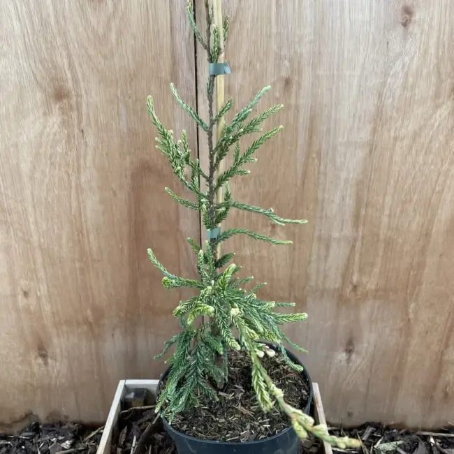 Coast Redwood 'Lightning'