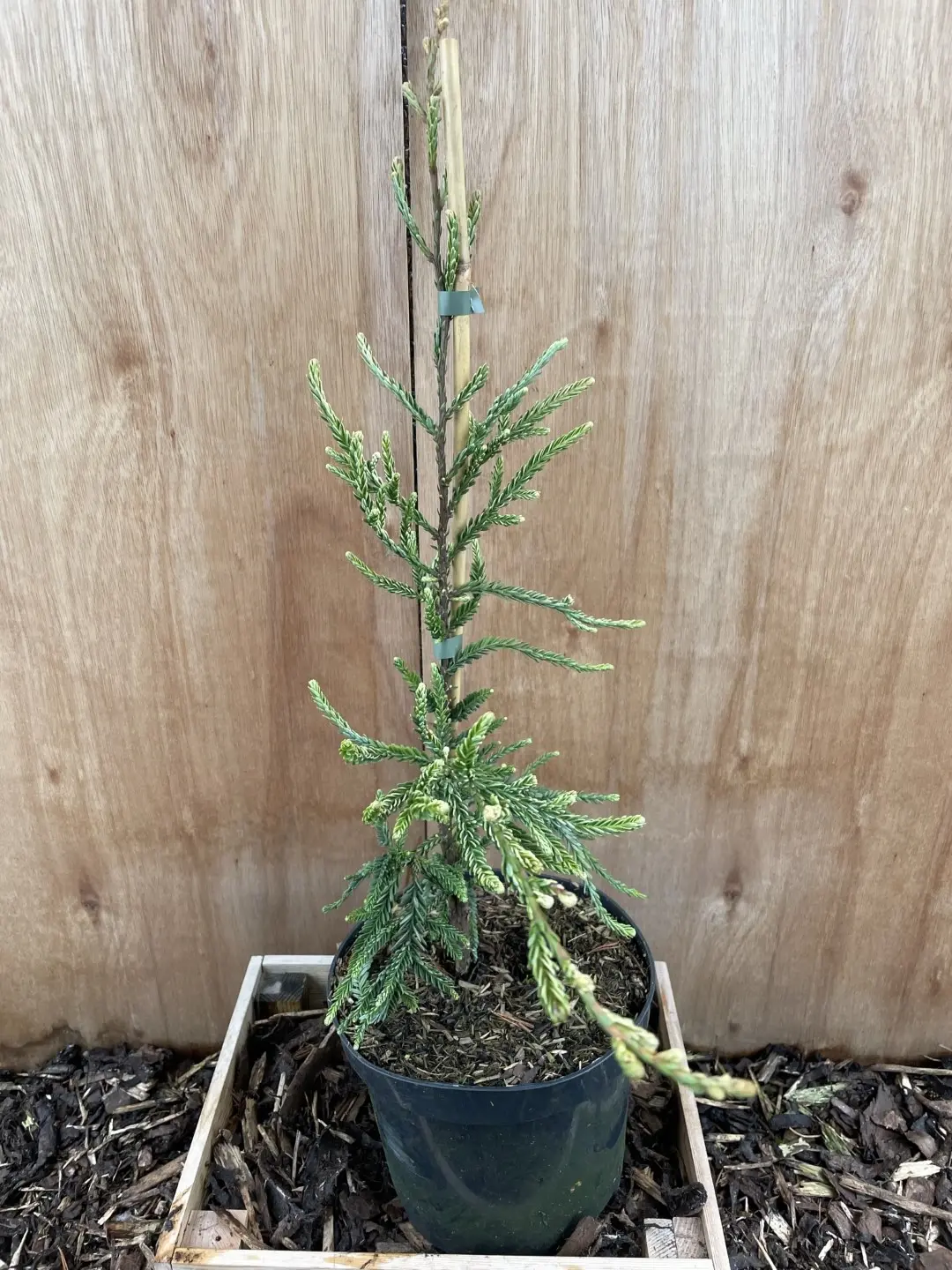 Coast Redwood 'Lightning'
