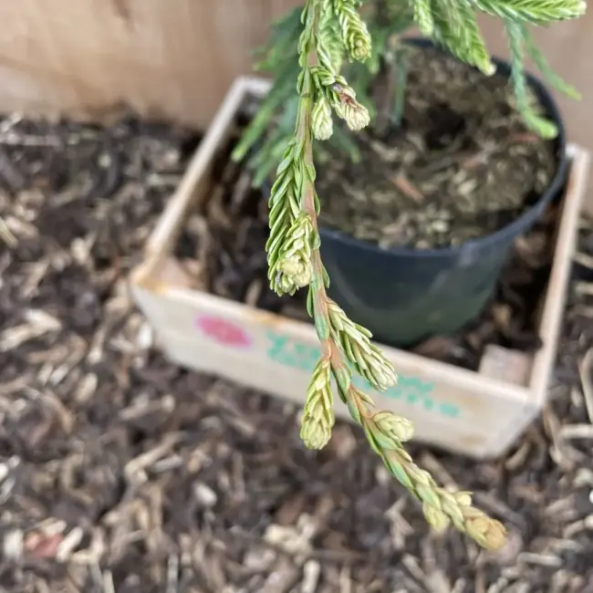 Coast Redwood 'Lightening'