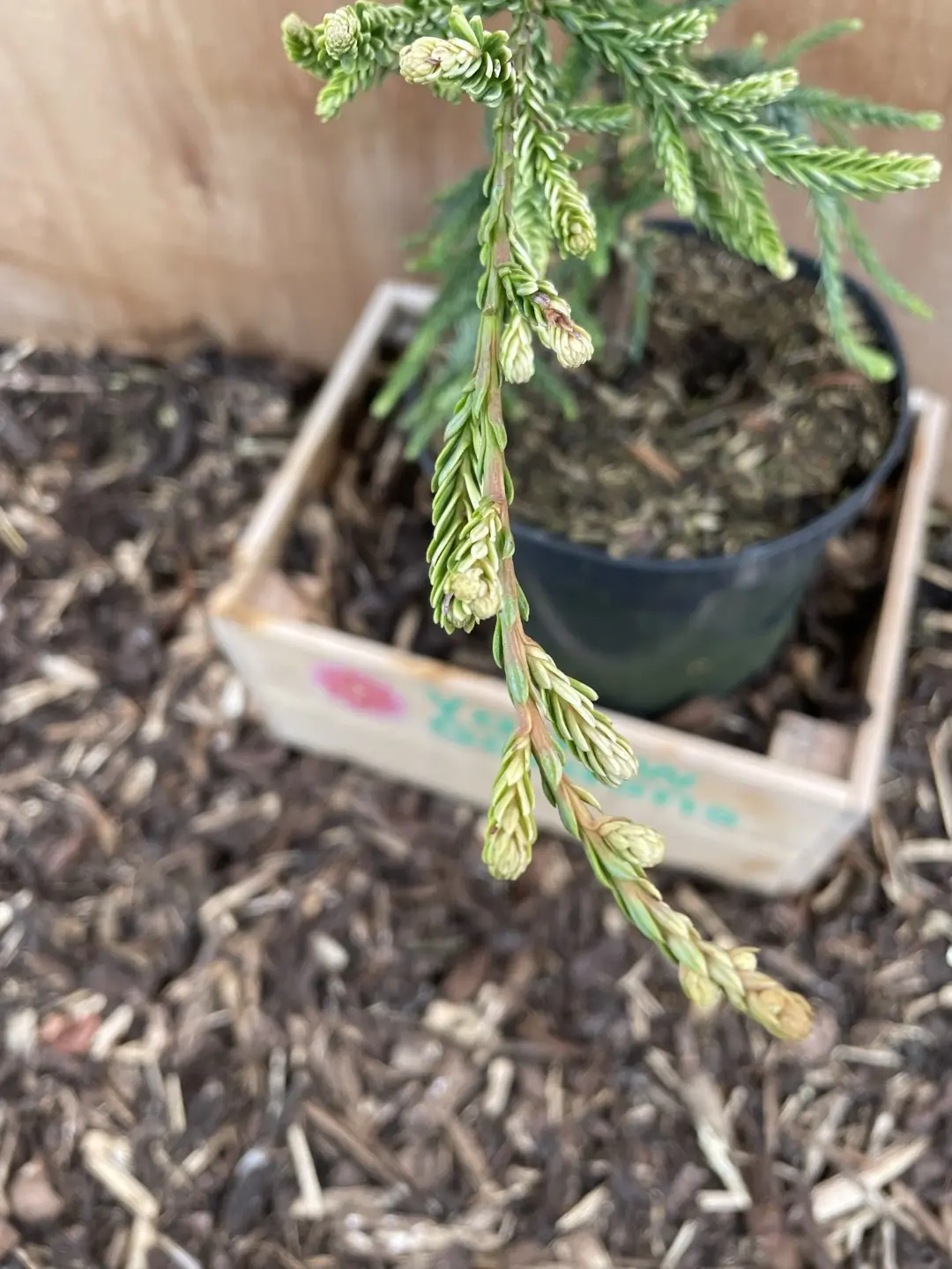 Coast Redwood 'Lightening'